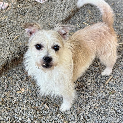 picture of the dog needing adoption