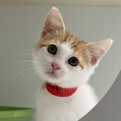 Annatto, a cat for adoption from Oakland Animal Services