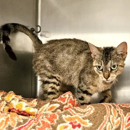 Nadia - Domestic Short Hair
