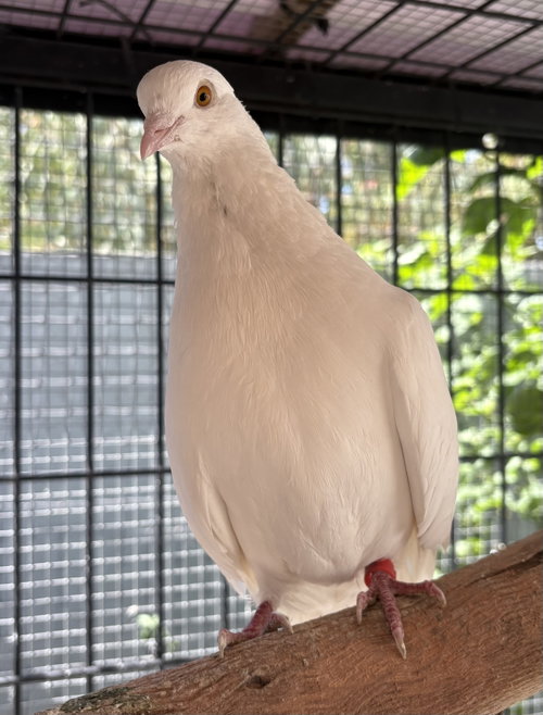 Little Foot, a poultry for adoption from Oakland Animal Services