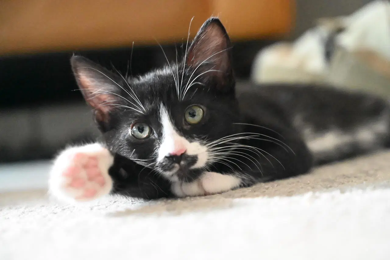 Benny Bonded W Penny - Domestic Short Hair