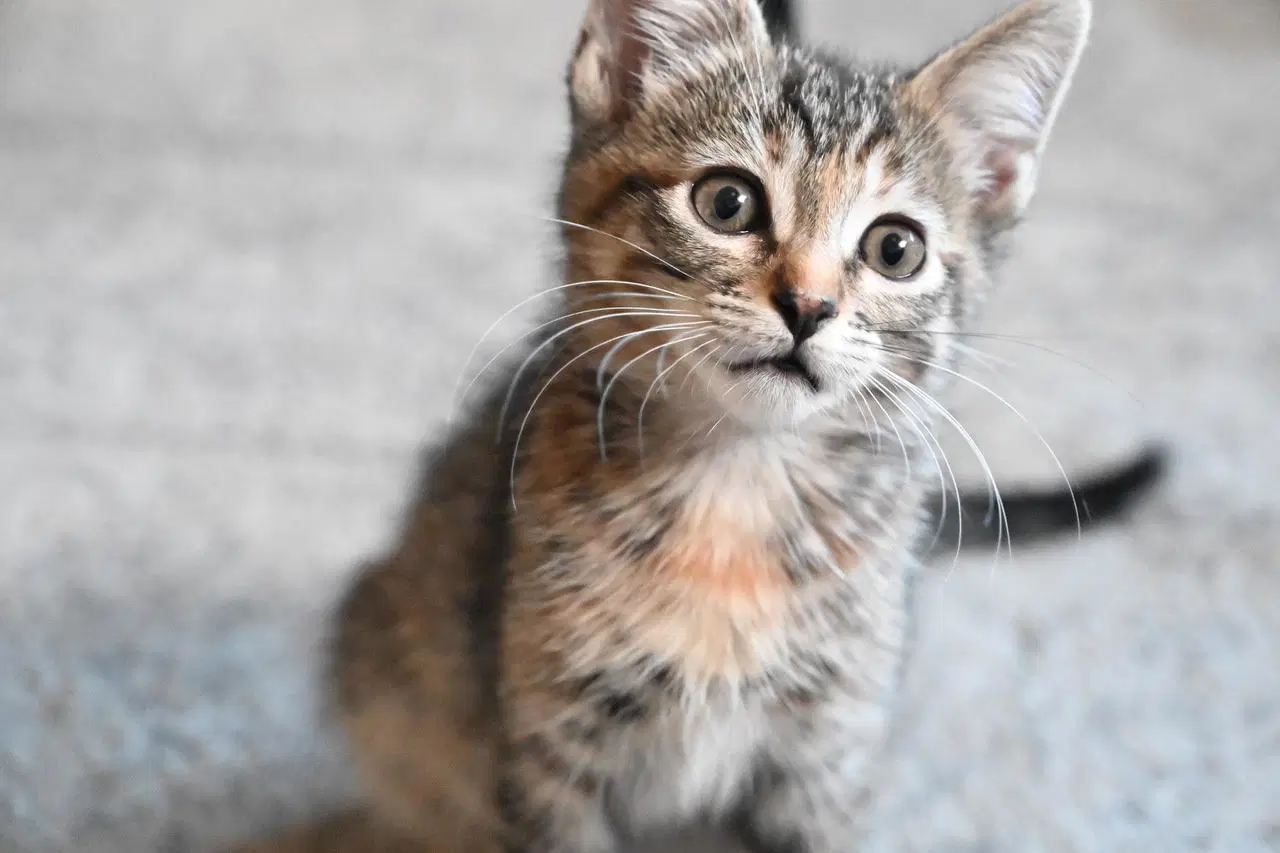 Penny Bonded W Benny - Domestic Short Hair