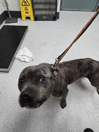 Cannoli - Pit Bull Terrier