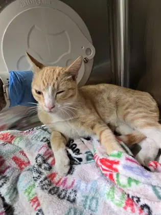 Nabi - Domestic Short Hair