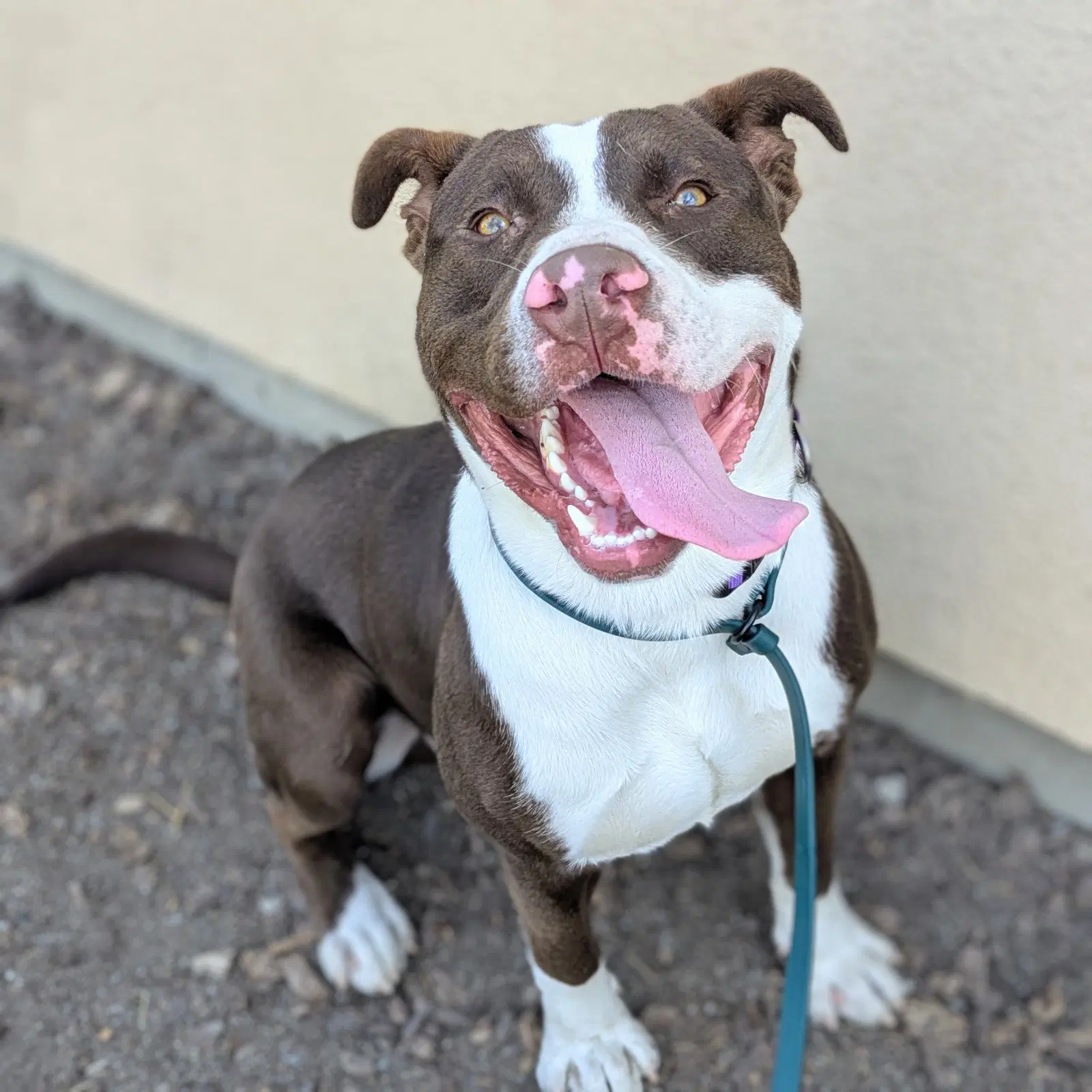 Falcao - American Pit Bull Terrier