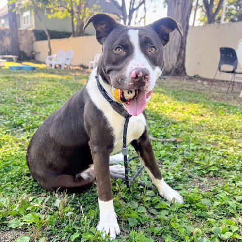 Falcao, a dog for adoption from Oakland Animal Services