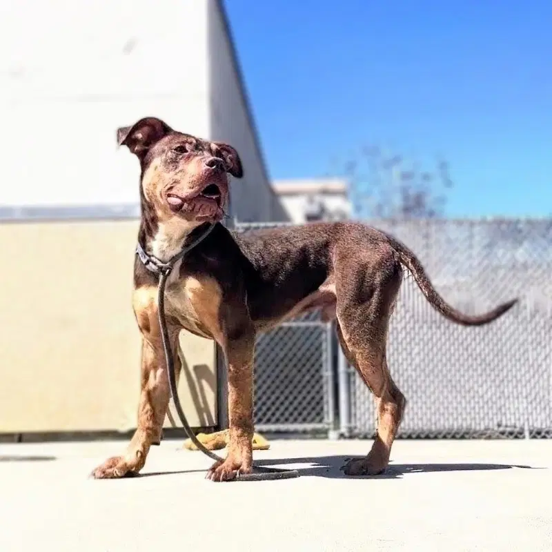 Lewis - Pit Bull Terrier