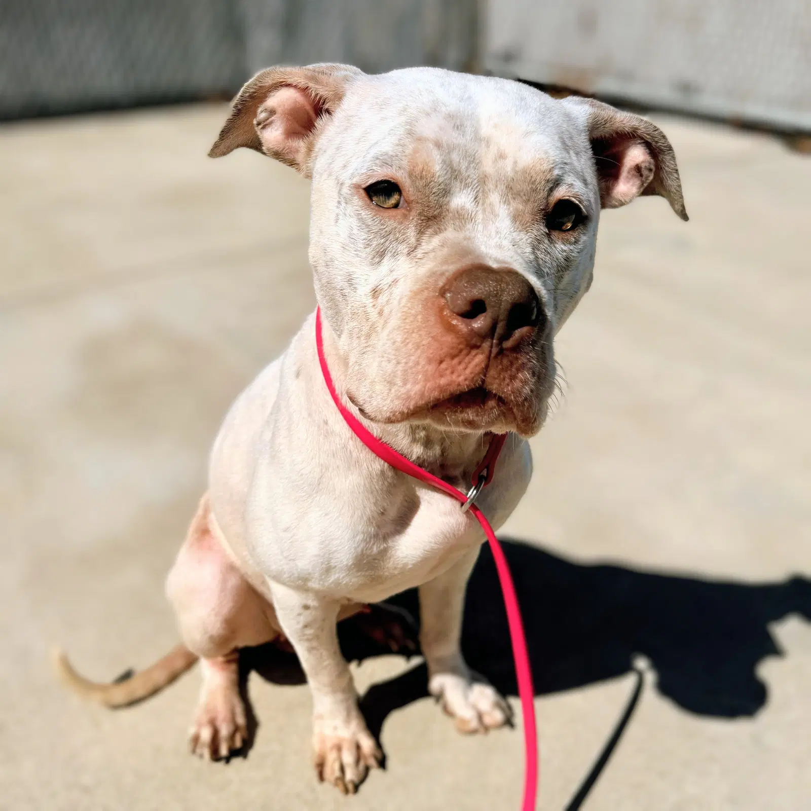 Daffodil - American Pit Bull Terrier