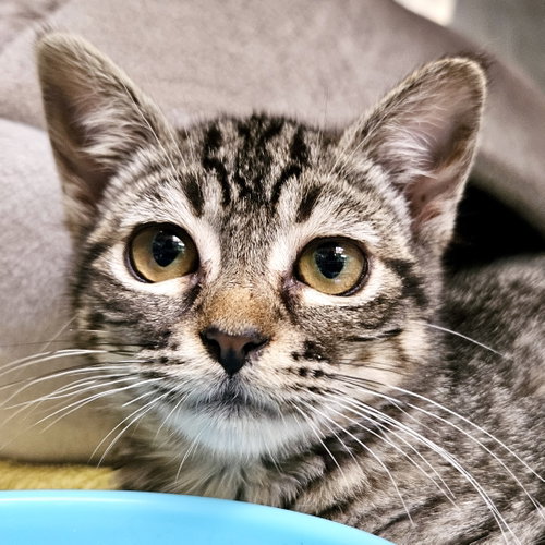 Dew, a cat for adoption from Oakland Animal Services