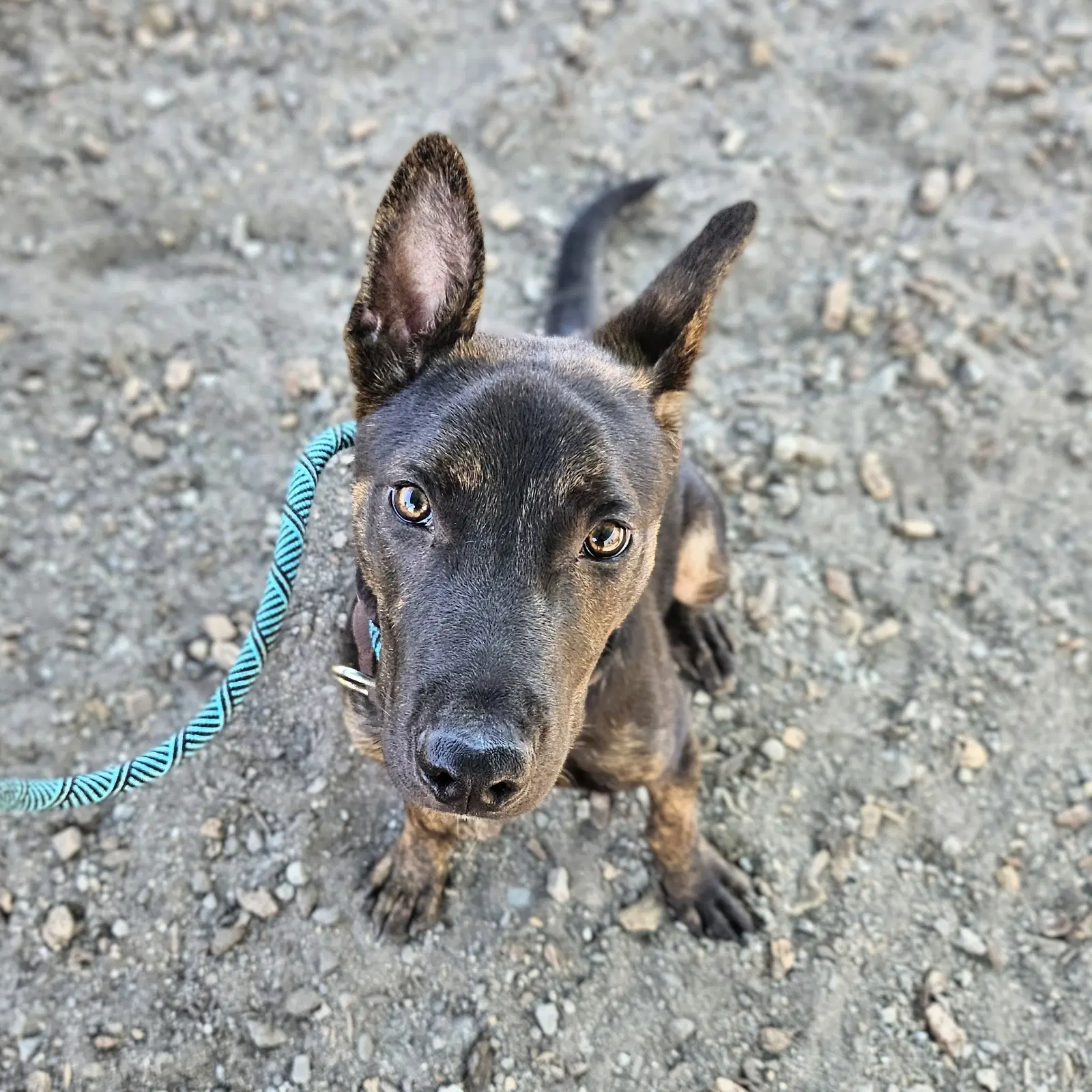 Lightning - German Shepherd Dog