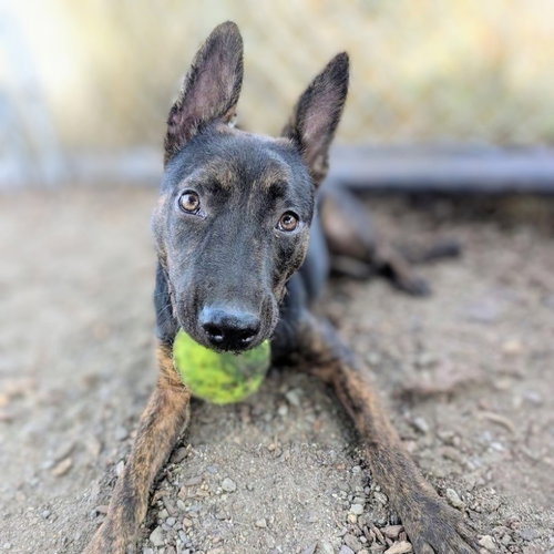 Lightning, a dog for adoption from Oakland Animal Services