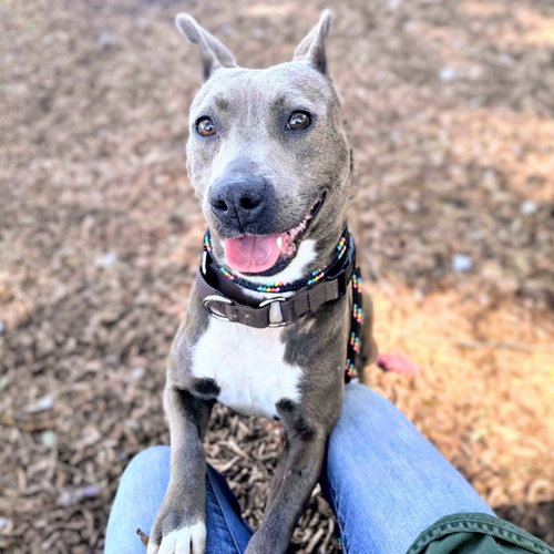 Piper, a dog for adoption from Oakland Animal Services
