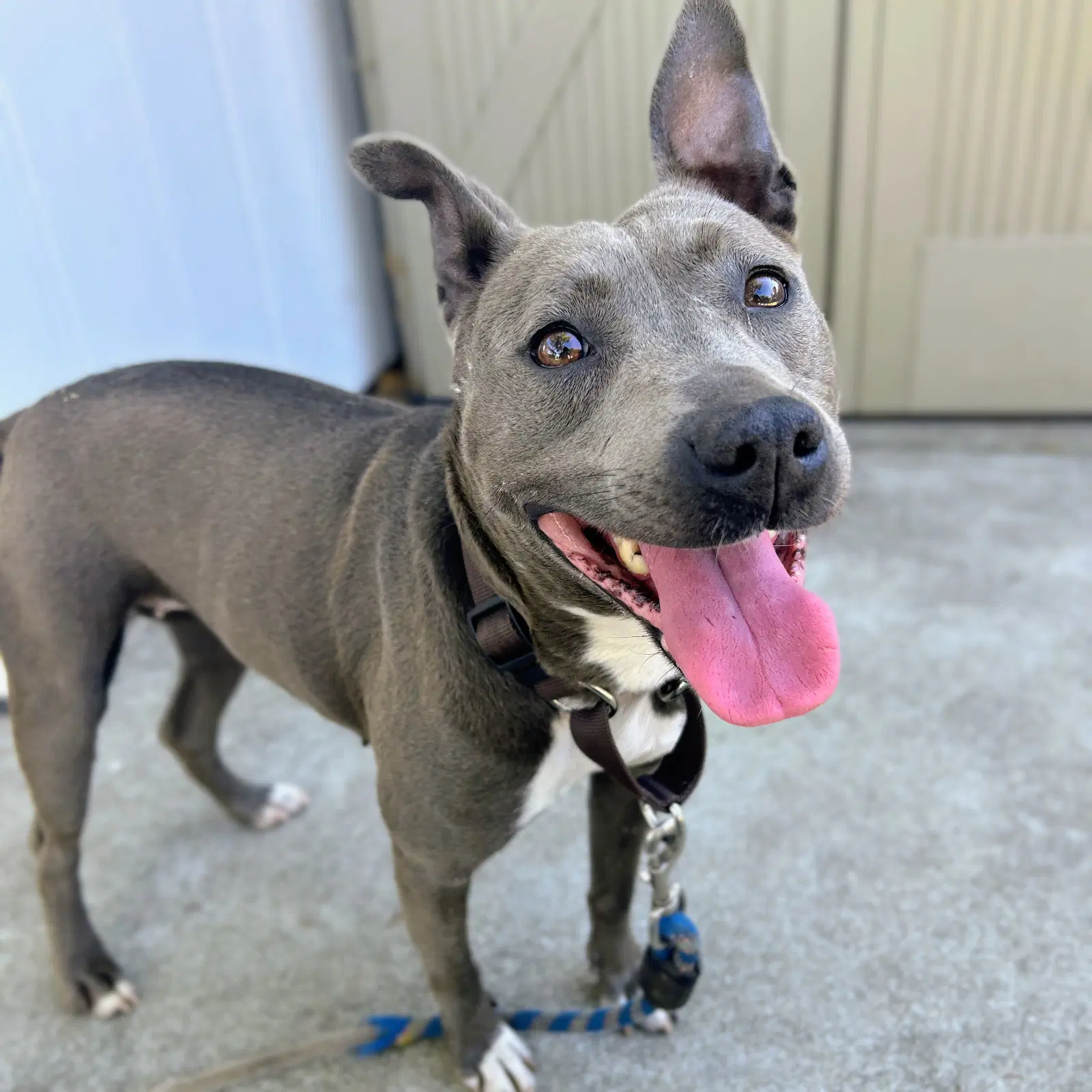 Piper - American Pit Bull Terrier