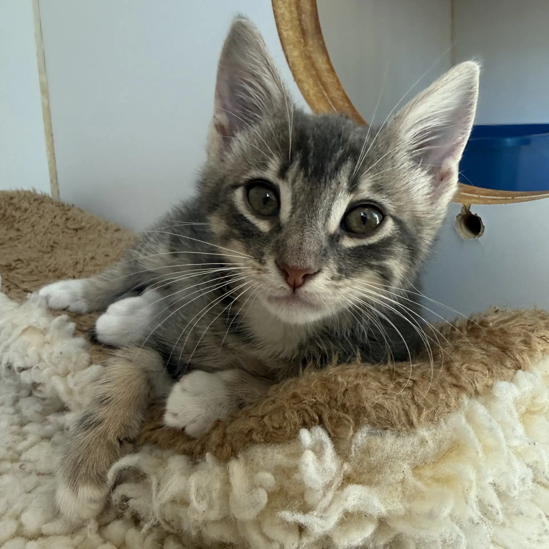 Quill - Domestic Short Hair
