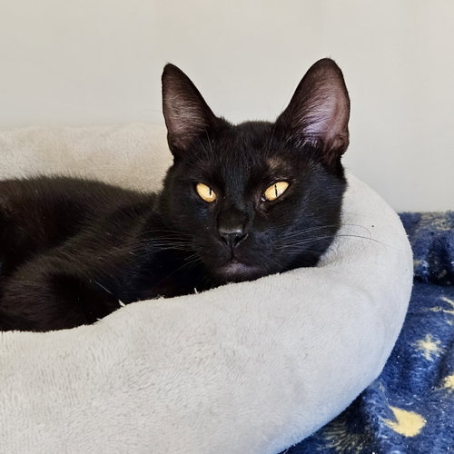 Sango, Domestic Short Hair / Mixed