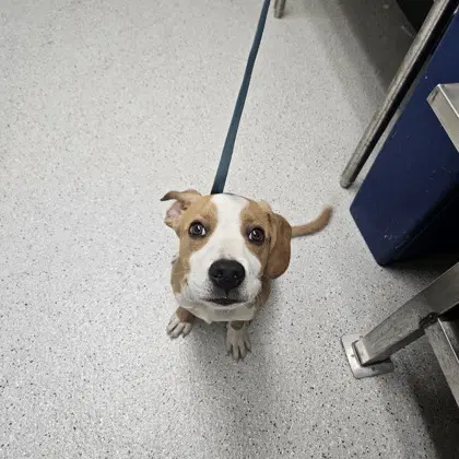 Id A - American Pit Bull Terrier