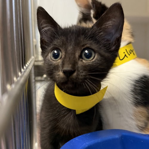 Luna (bonded w/ Lily), Domestic Short Hair / Mixed