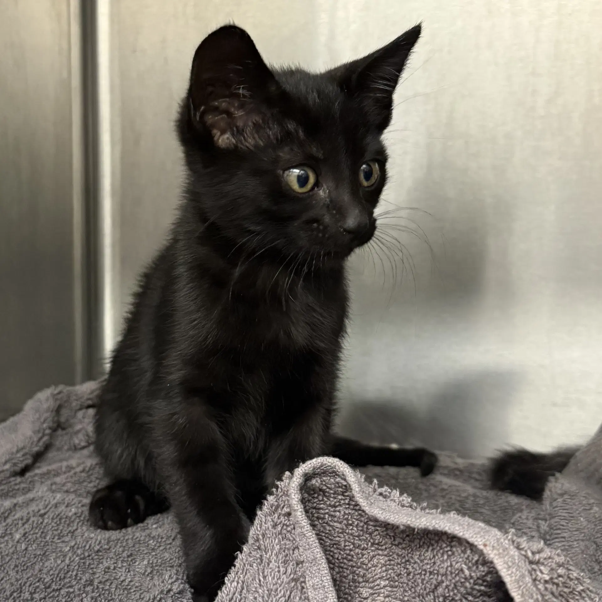 Jupiter - Domestic Short Hair