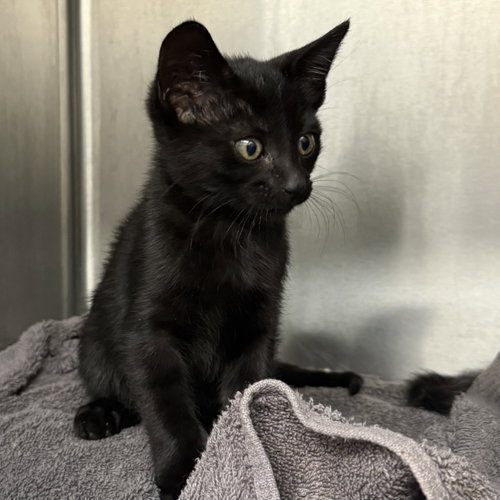 picture of the cat needing adoption