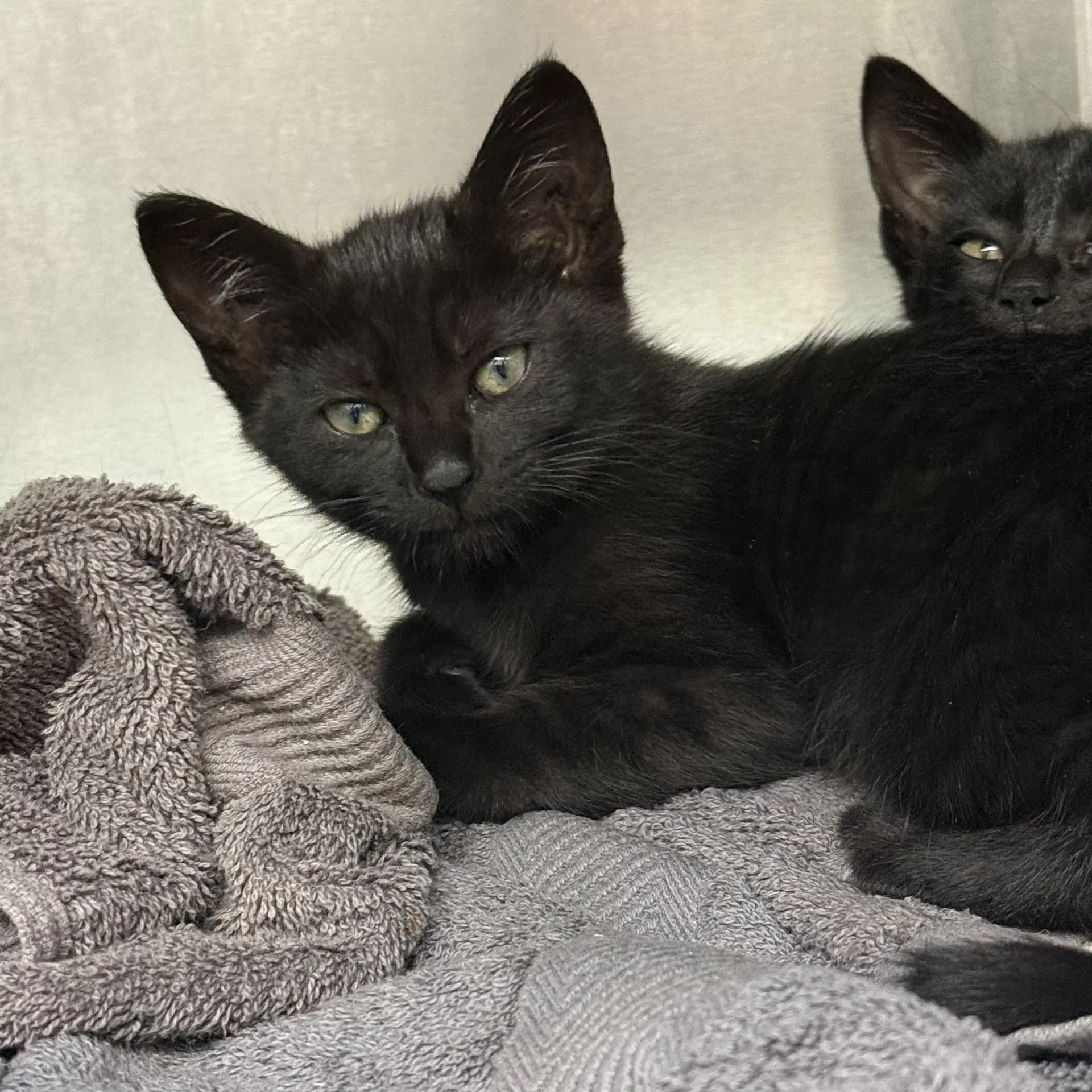 Pluto - Domestic Short Hair