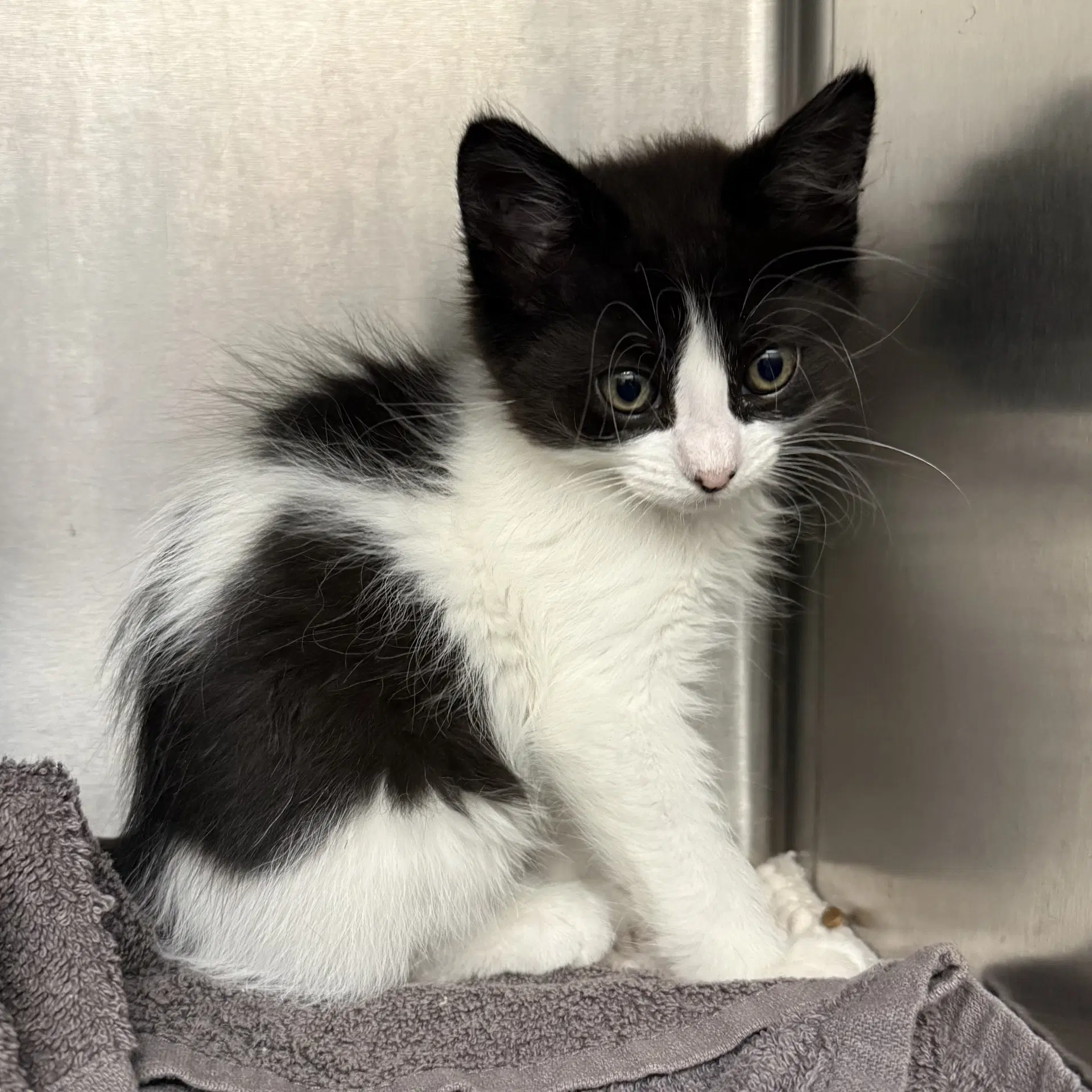 Venus - Domestic Short Hair