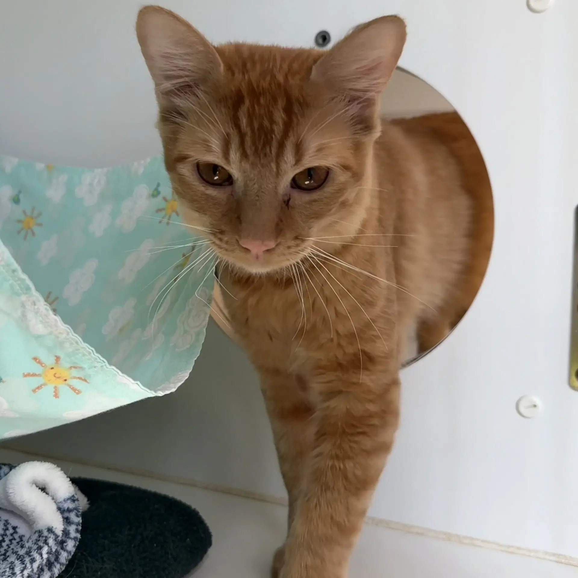 Minou - Domestic Short Hair