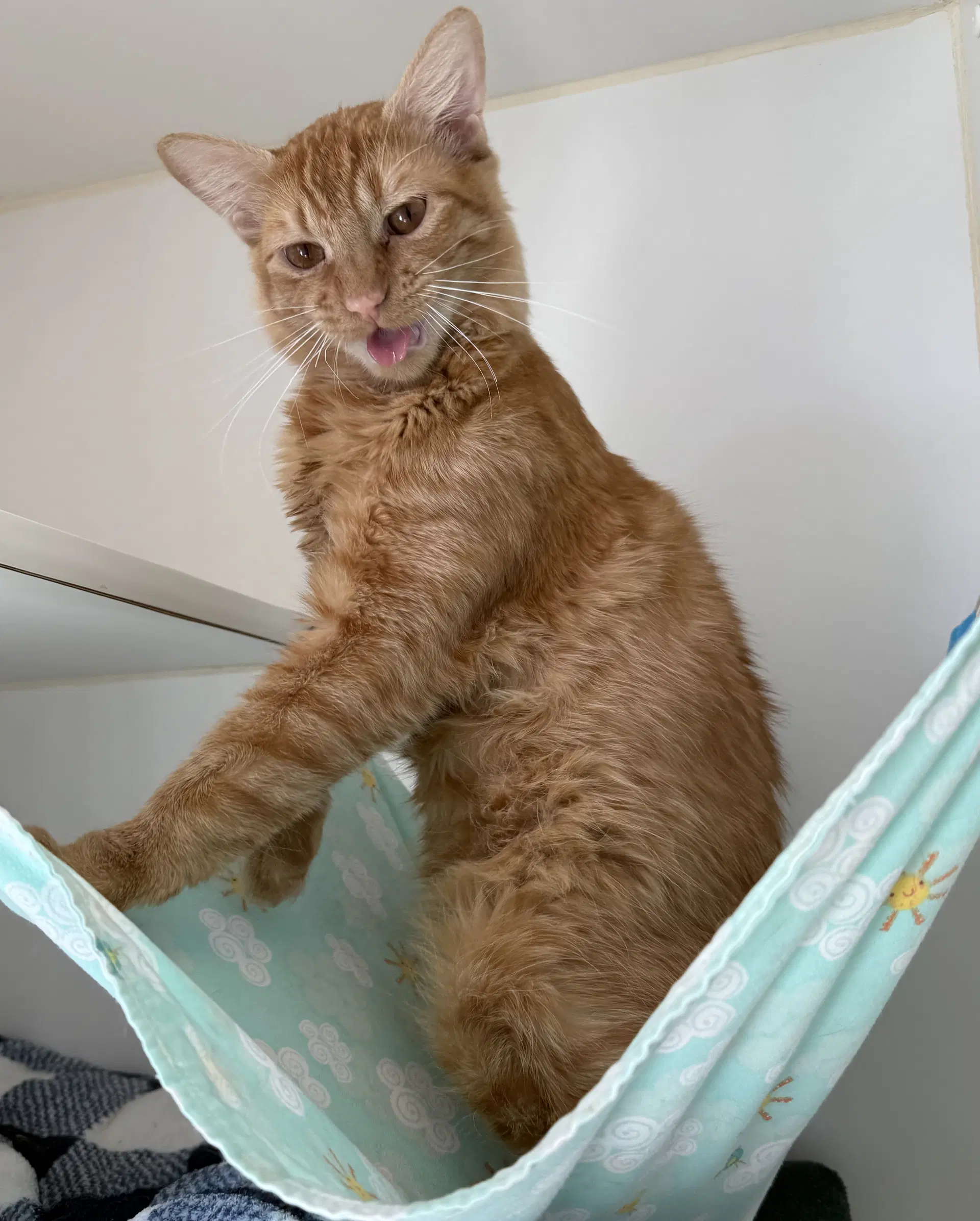Minou image 2