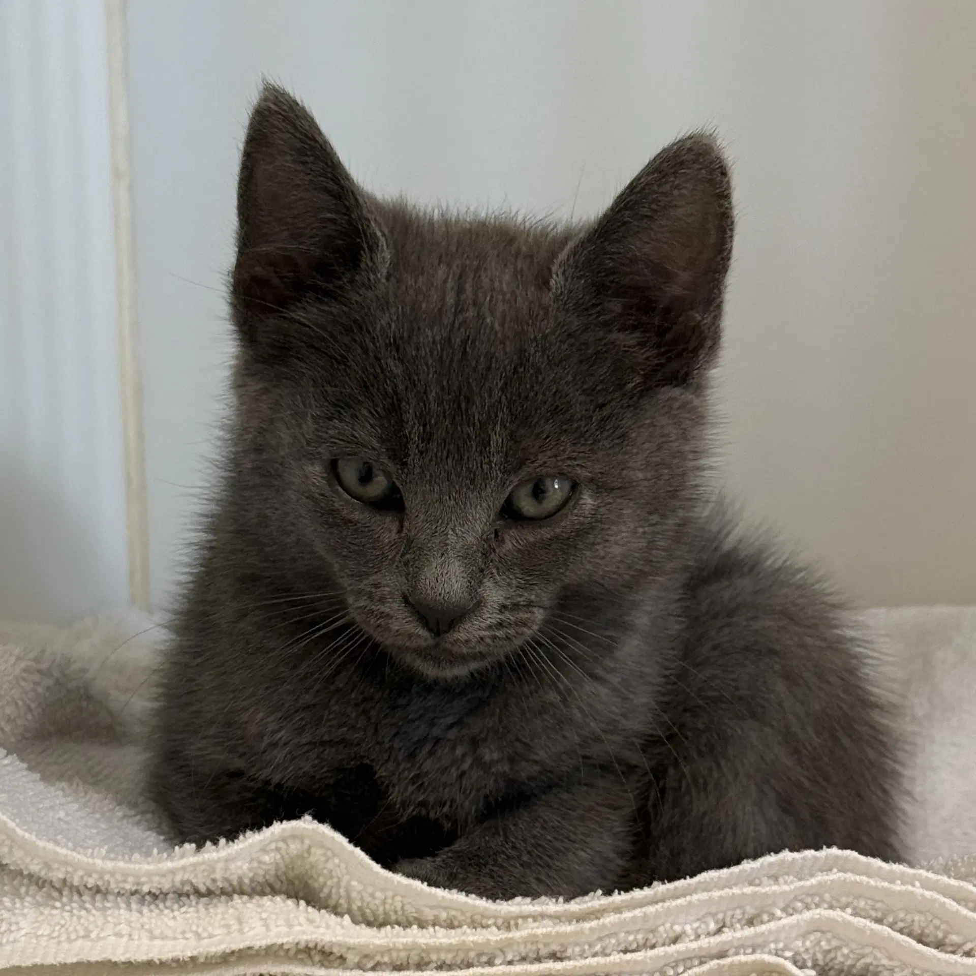 Pipkin - Domestic Short Hair