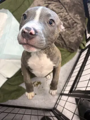 Bean - Pit Bull Terrier