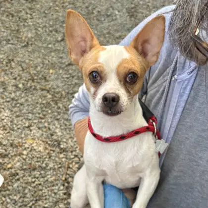 Chappie - Chihuahua