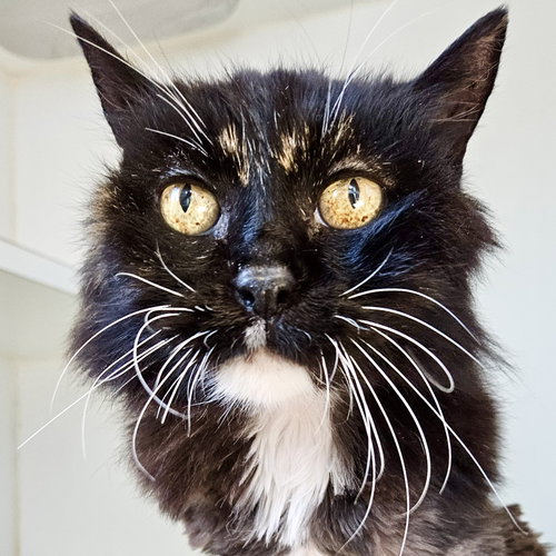 Edna, Domestic Medium Hair / Mixed