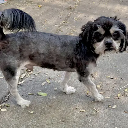 Bruno Softball - Maltese