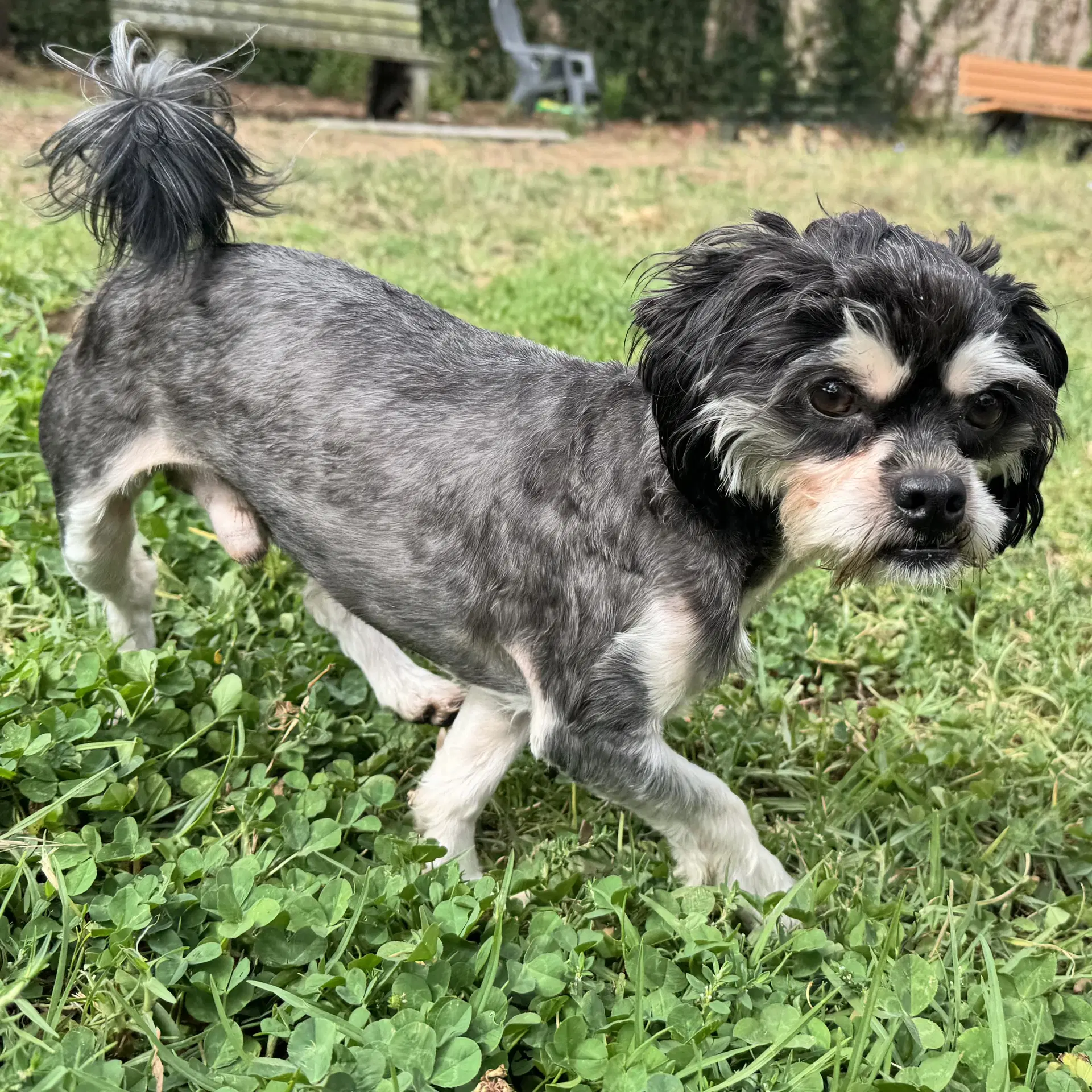 Bruno Softball - Maltese