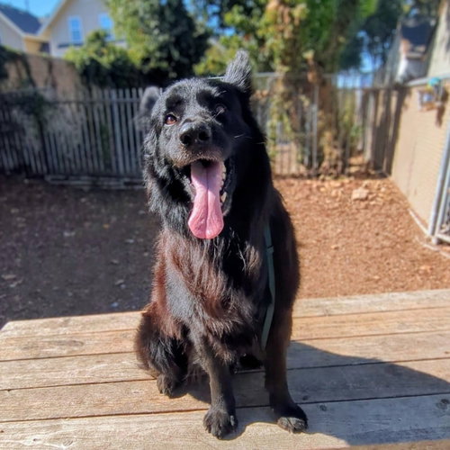 Potts, Shepherd / Border Collie / Mixed
