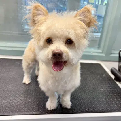 Hamlet - Maltese