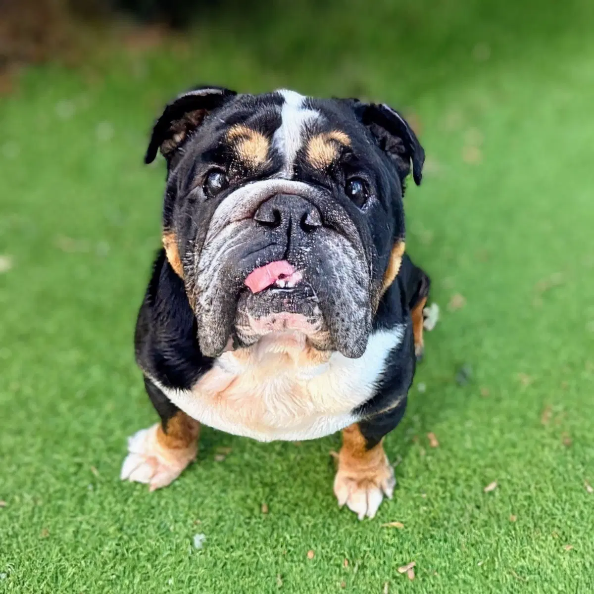 Bogart - English Bulldog