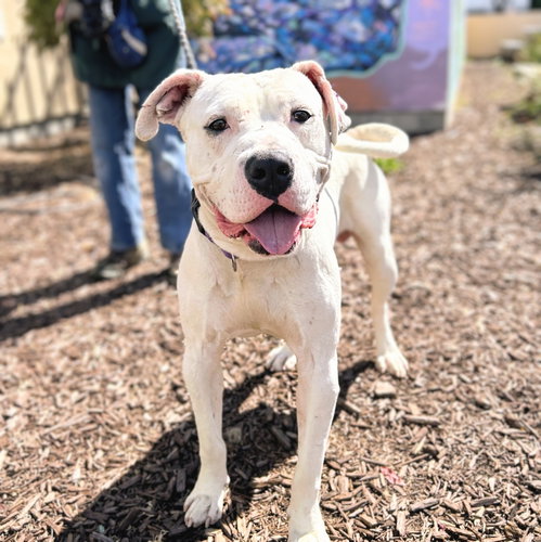 Polo, a dog for adoption from Oakland Animal Services