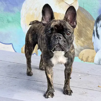 Kendall - French Bulldog