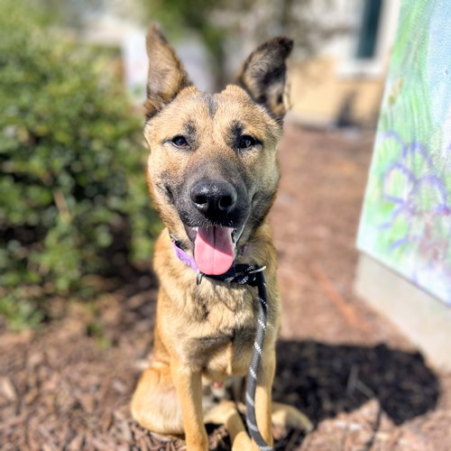 Twix, a dog for adoption from Oakland Animal Services
