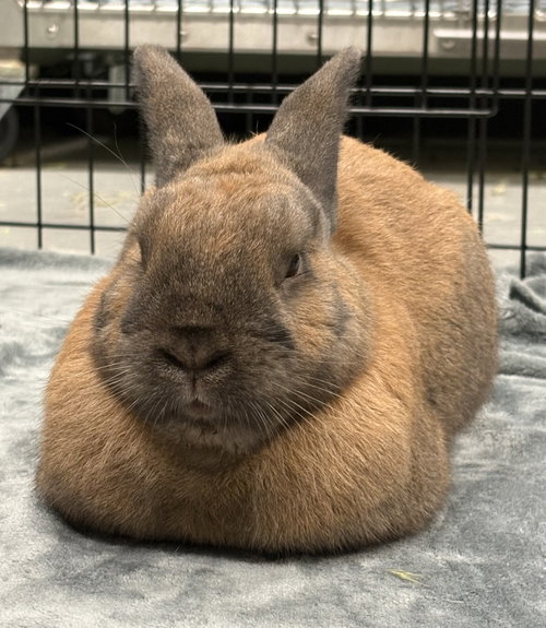 Pierre, a rabbit for adoption from Oakland Animal Services