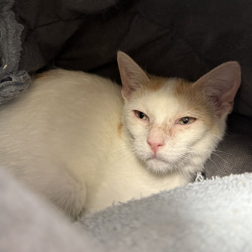 Dexter, Domestic Short Hair / Mixed