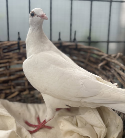 Smudge, a poultry for adoption from Oakland Animal Services