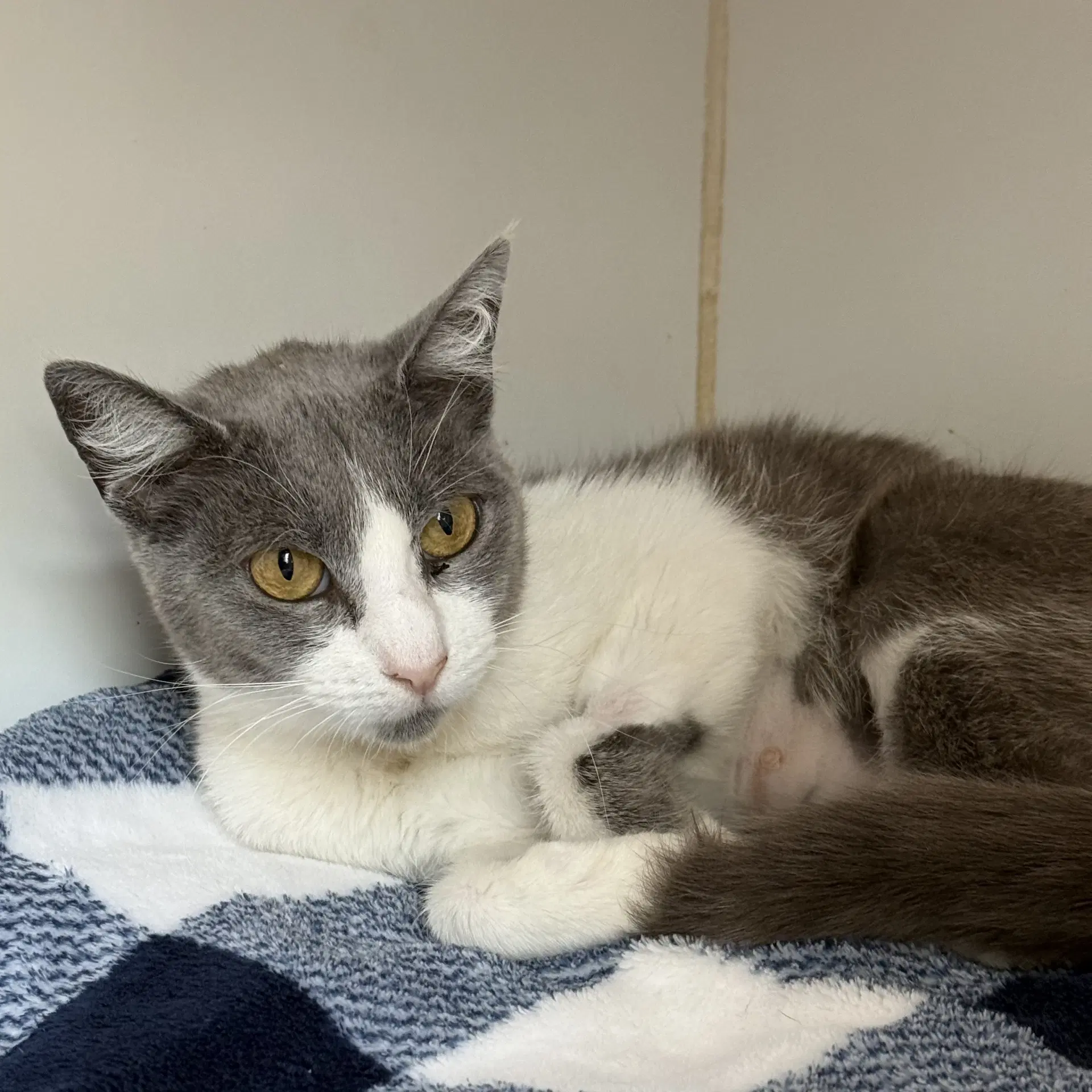 Pyari - Domestic Short Hair