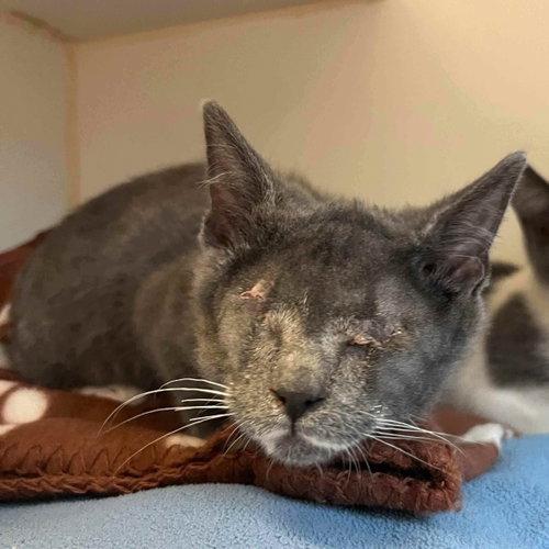 Shadow (bonded w/ Cloud), Domestic Short Hair / Mixed