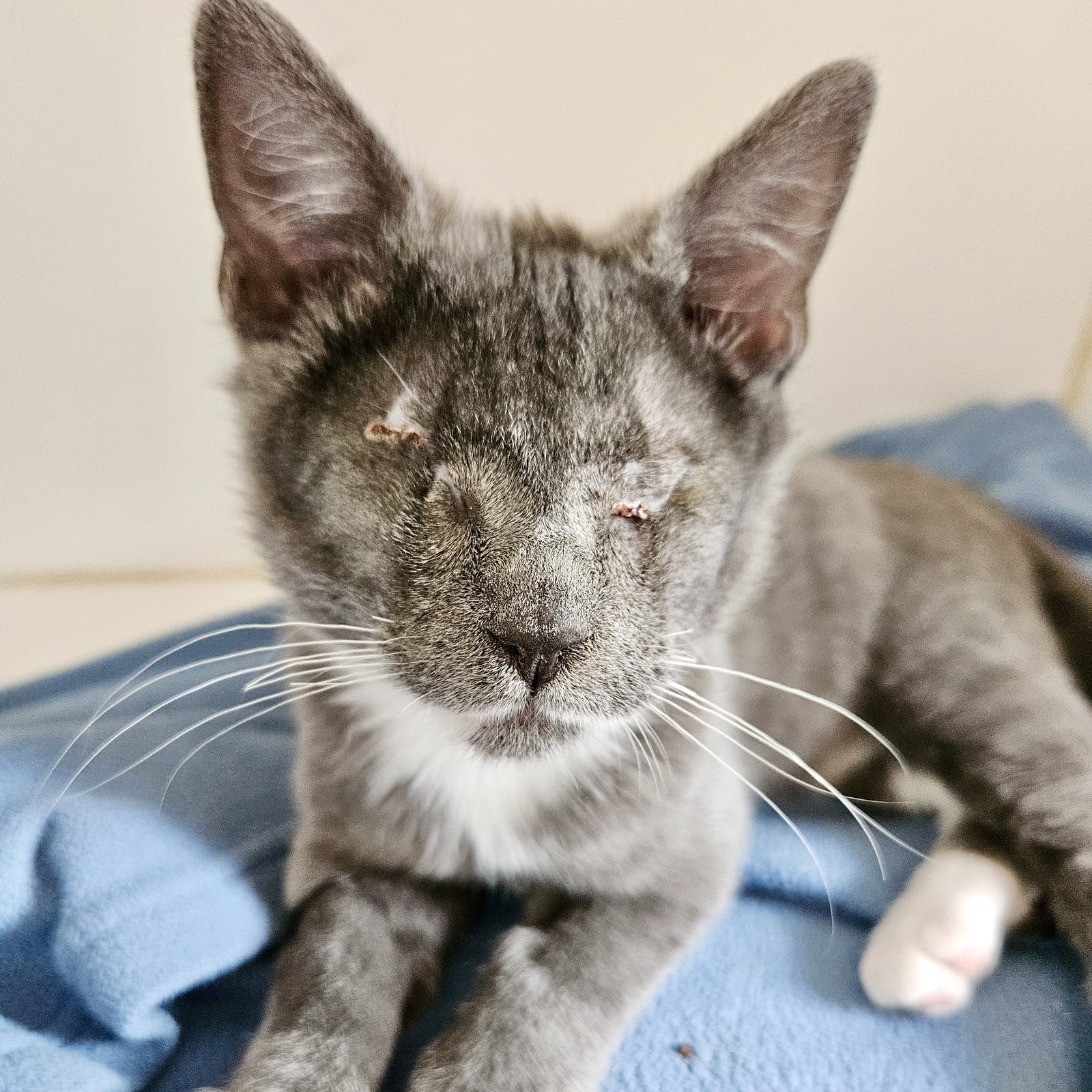 Shadow (bonded w/ Cloud)