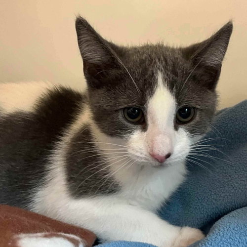 Cloud (bonded w/ Shadow), Domestic Short Hair / Mixed