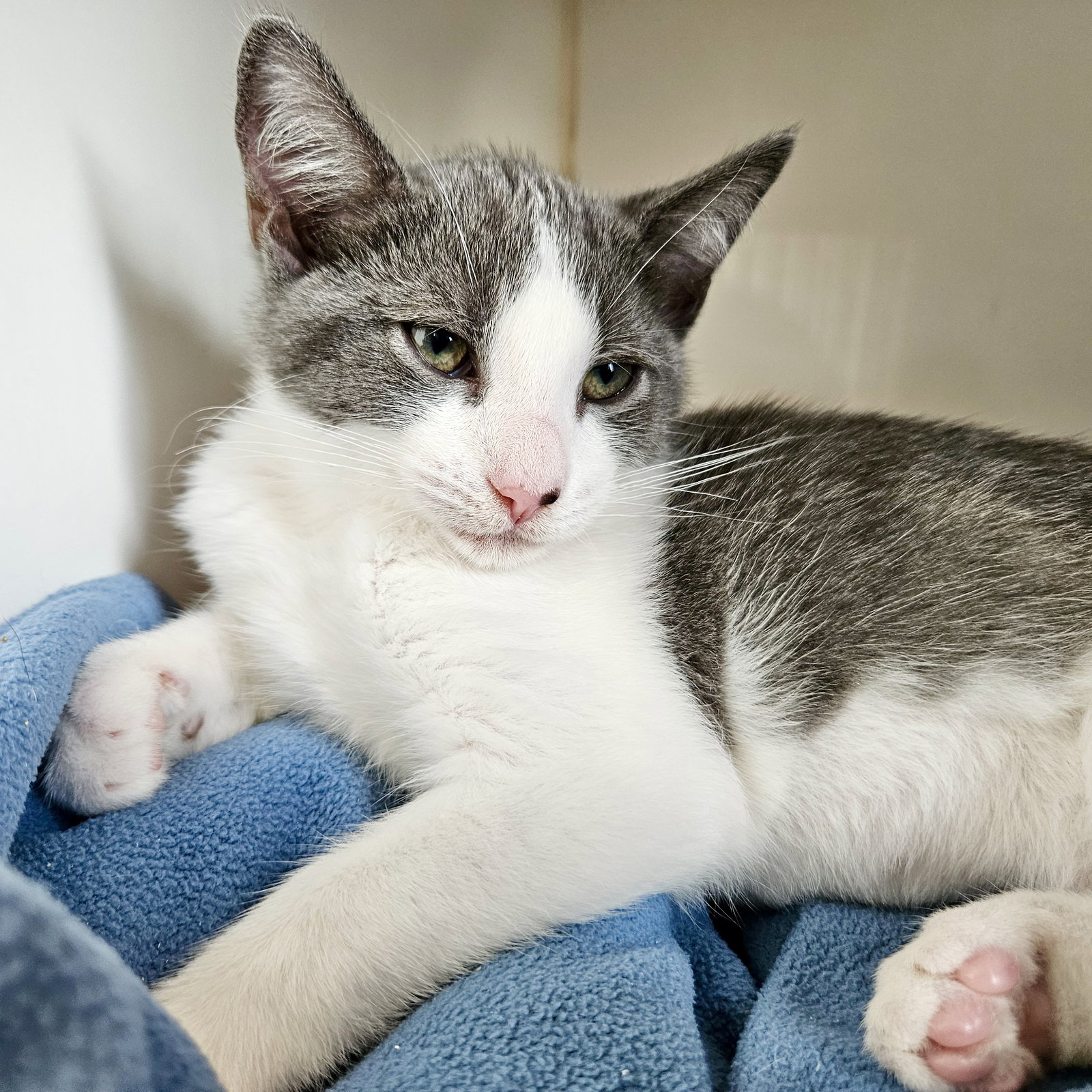 Cloud (bonded w/ Shadow)