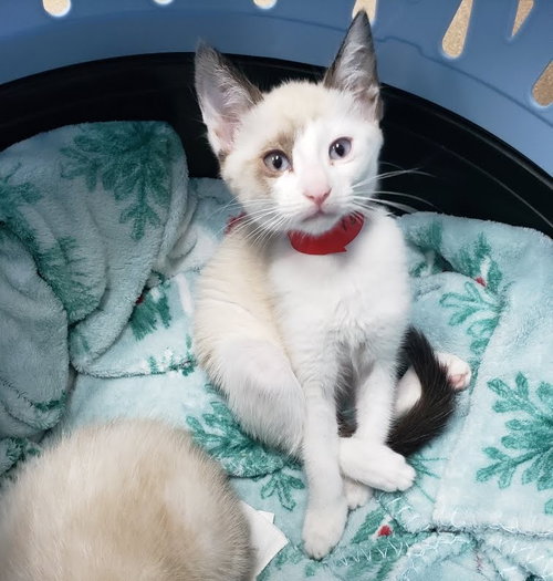 Tofu (bonded w/ Marshmallow), Snowshoe / Mixed