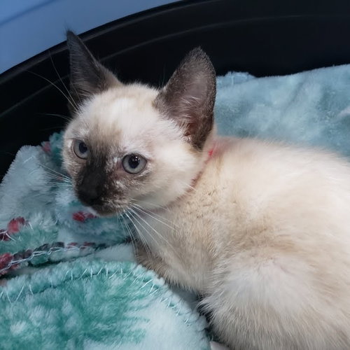 Marshmallow (bonded w/ Tofu), Siamese / Mixed