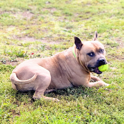 Rye, a dog for adoption from Oakland Animal Services